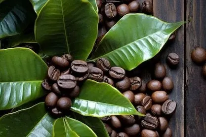Sustainable Packaging Solution-Coffee & Tea Packaging