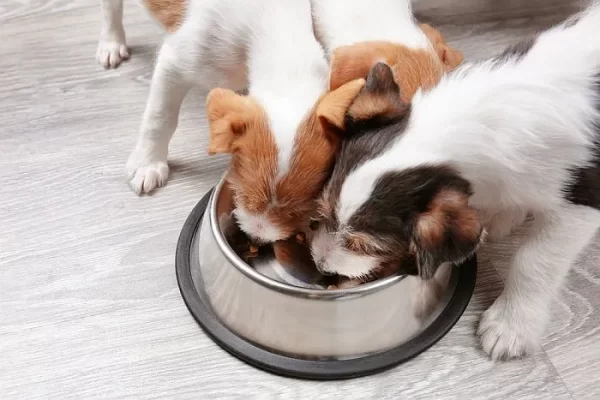 Sustainable Packaging Solution-Pet Food Packaging
